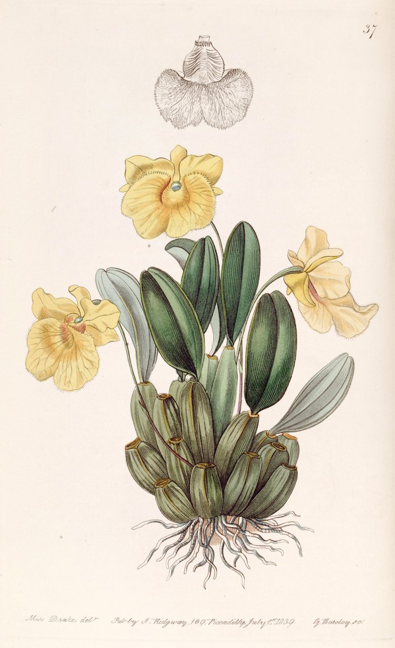 Dendrobium jenkinsii de Miss Drake