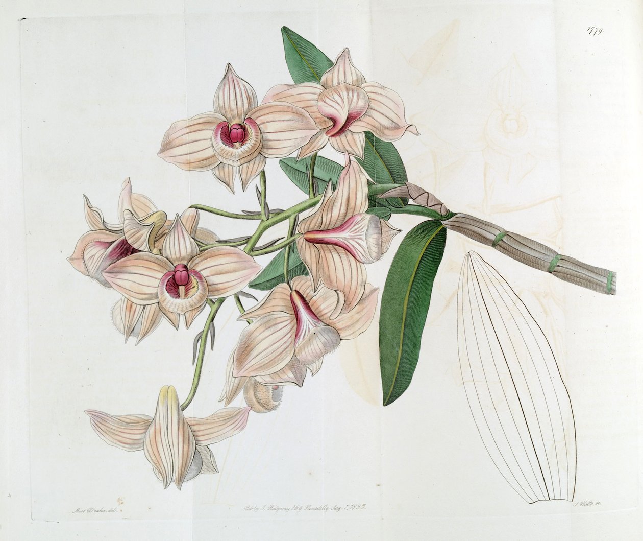 Dendrobium moschatum (como sin. Dendrobium cupreum) de Miss Drake