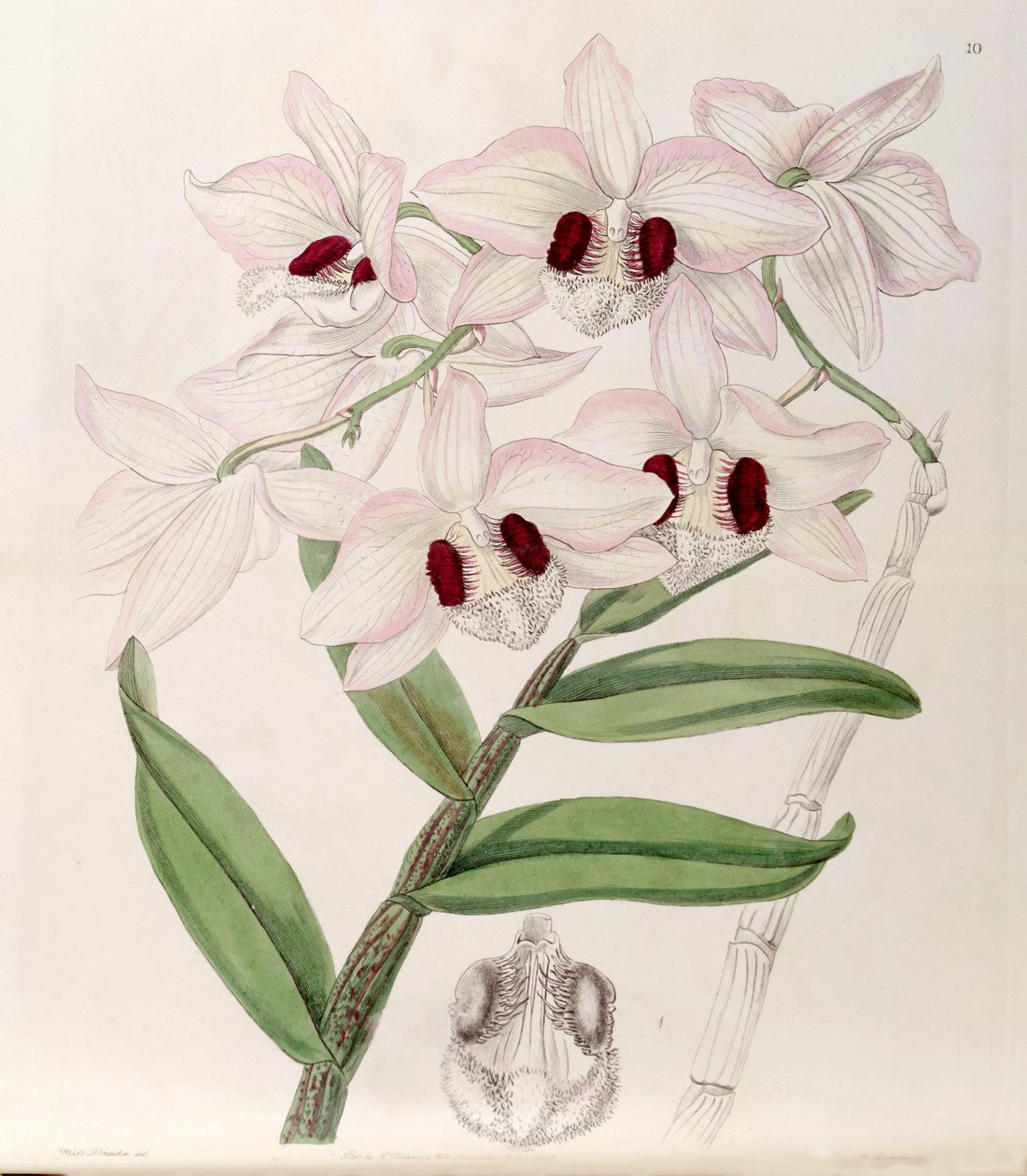 Dendrobium pulchellum de Miss Drake