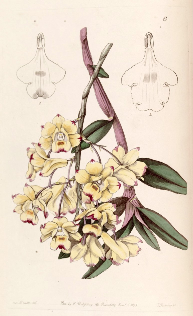 Dendrobium sanguinolentum de Miss Drake