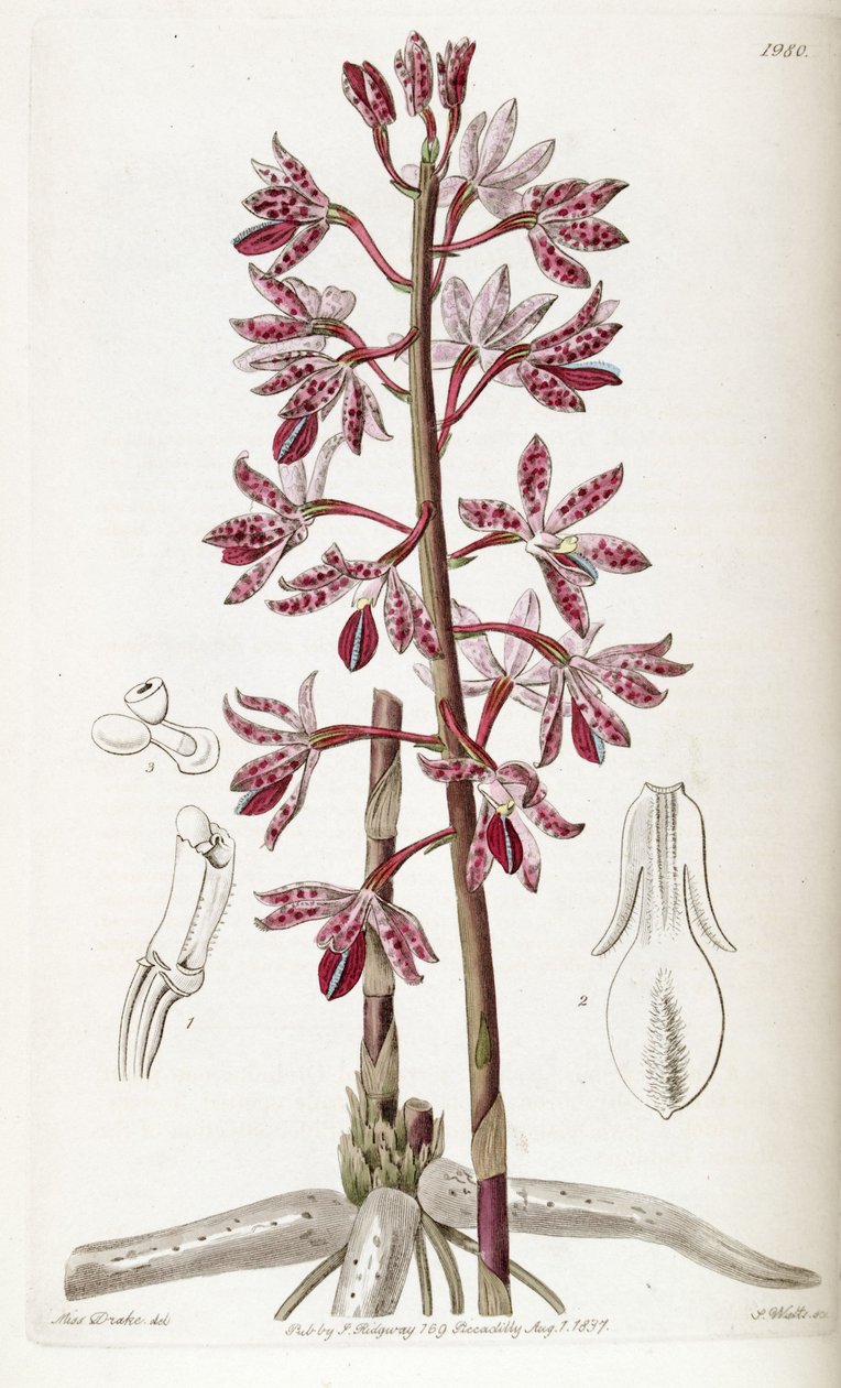 Dipodium punctatum de Miss Drake