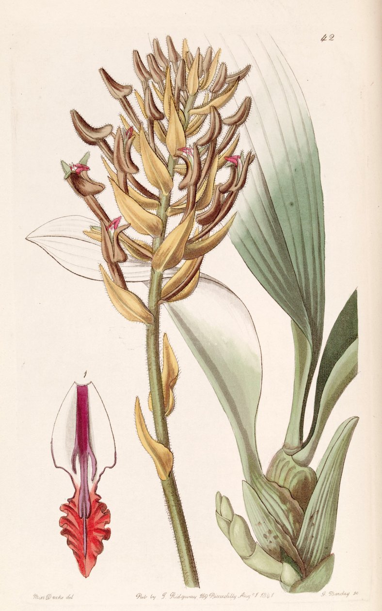 Eria ornata de Miss Drake