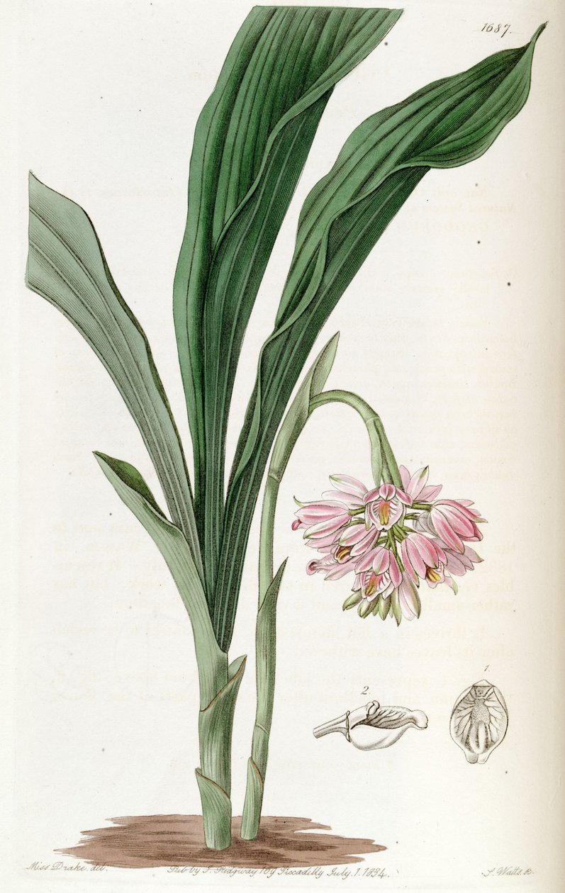 Geodorum densiflorum (como sin. Geodorum fucatum) de Miss Drake
