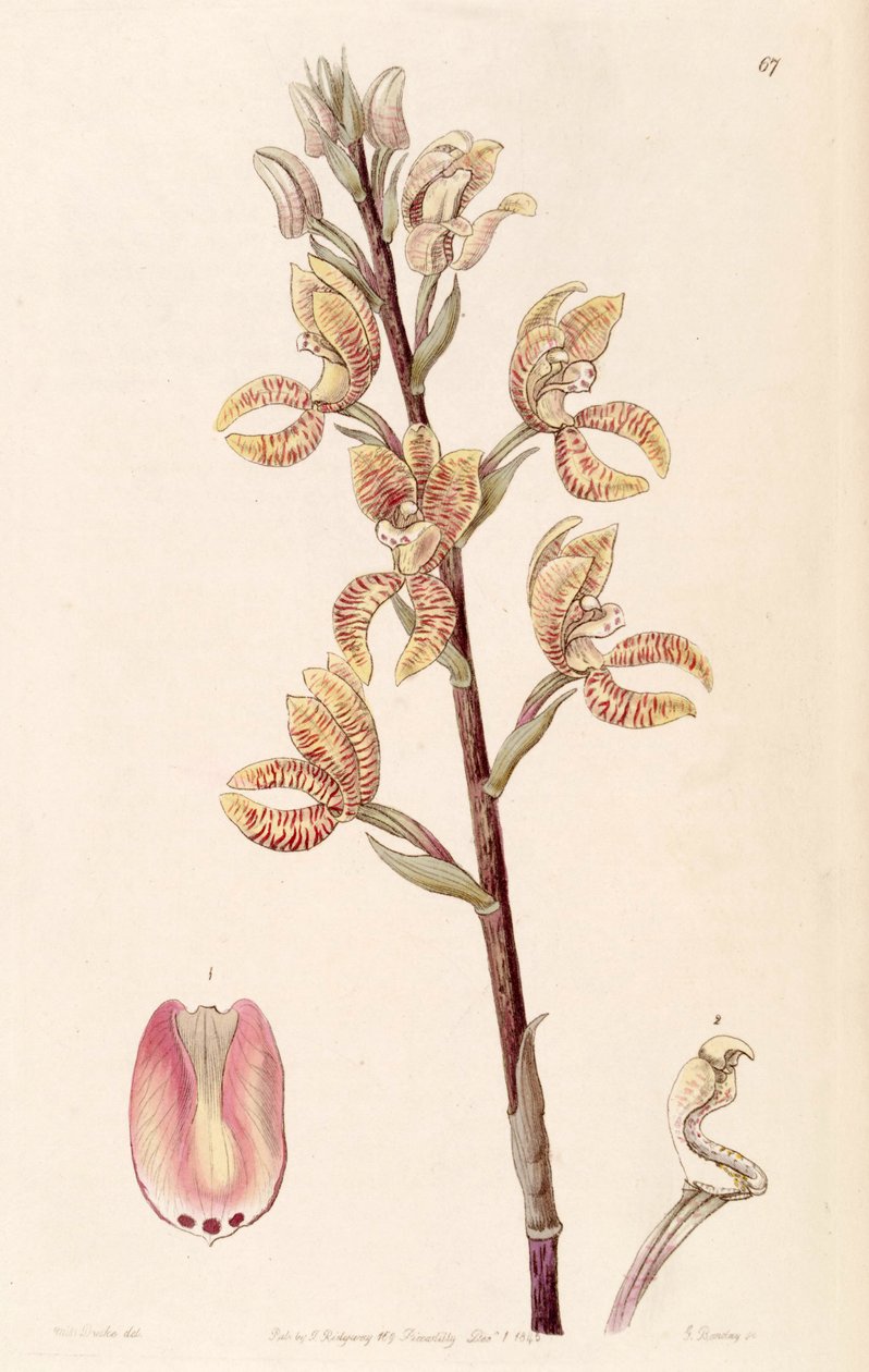 Govenia fasciata de Miss Drake