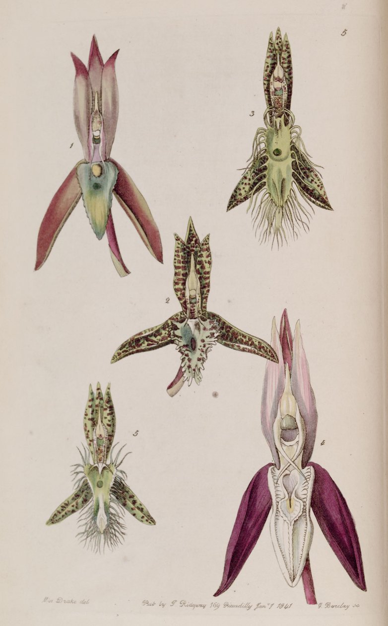 Ilustración de I. Catasetum callosum II. Catasetum cristatum III. Catasetum barbatum IV. Catasetum laminatum V. Catasetum lanciferum de Miss Drake