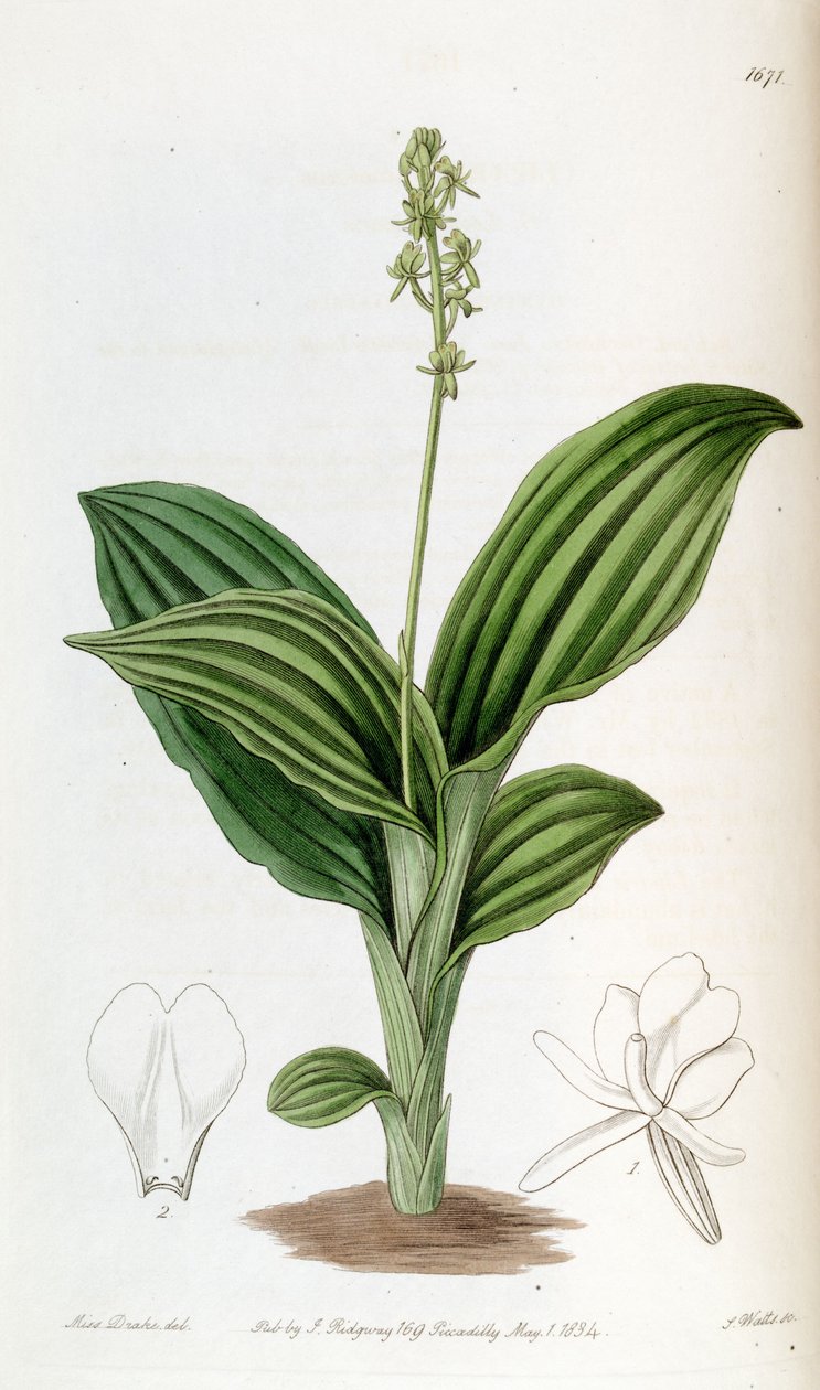 Liparis nervosa ssp. nervosa (como sin. Liparis guineensis) de Miss Drake