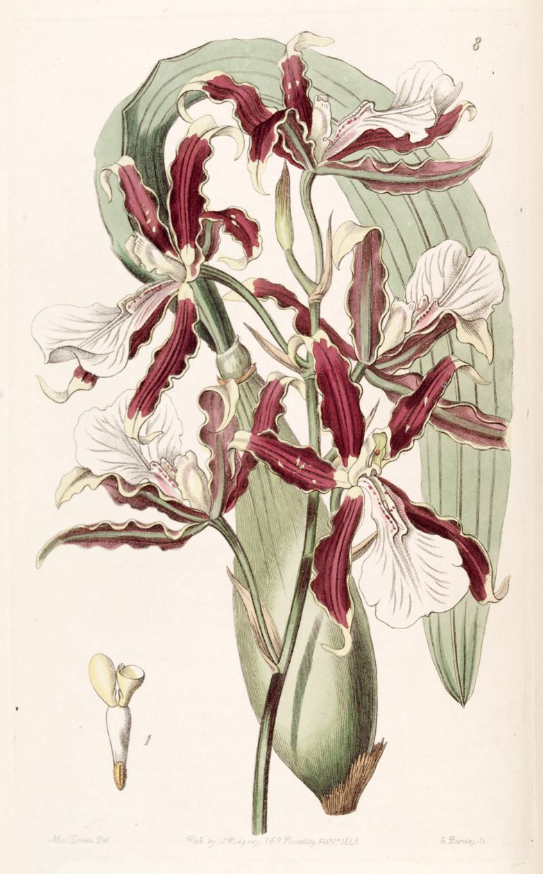 Miltonia cuneata de Miss Drake