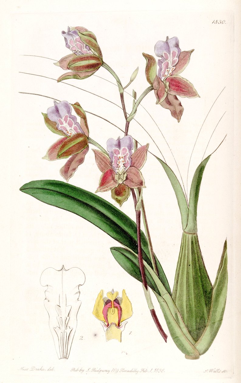 Miltonia russelliana de Miss Drake