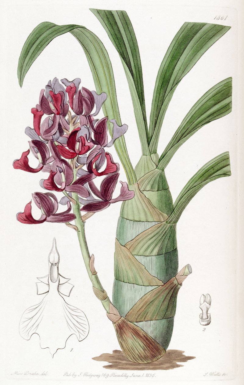 Mormodes atropurpurea de Miss Drake