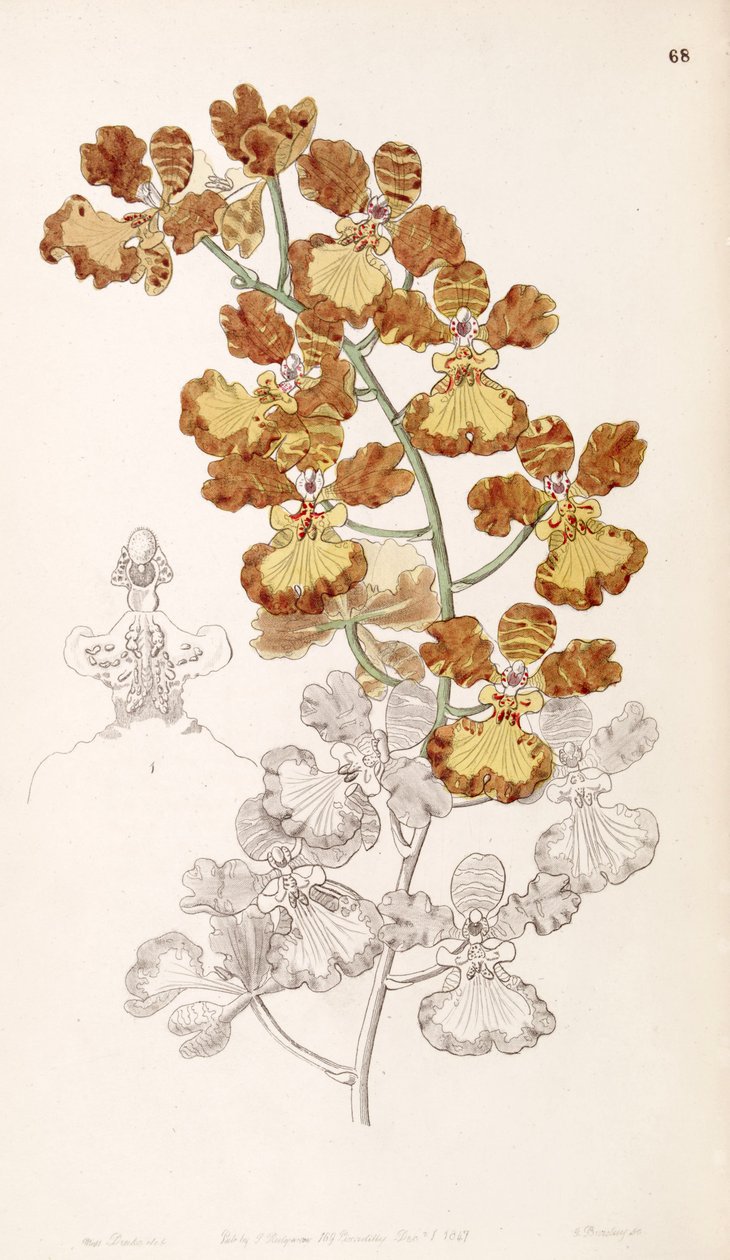 Oncidium gardneri de Miss Drake