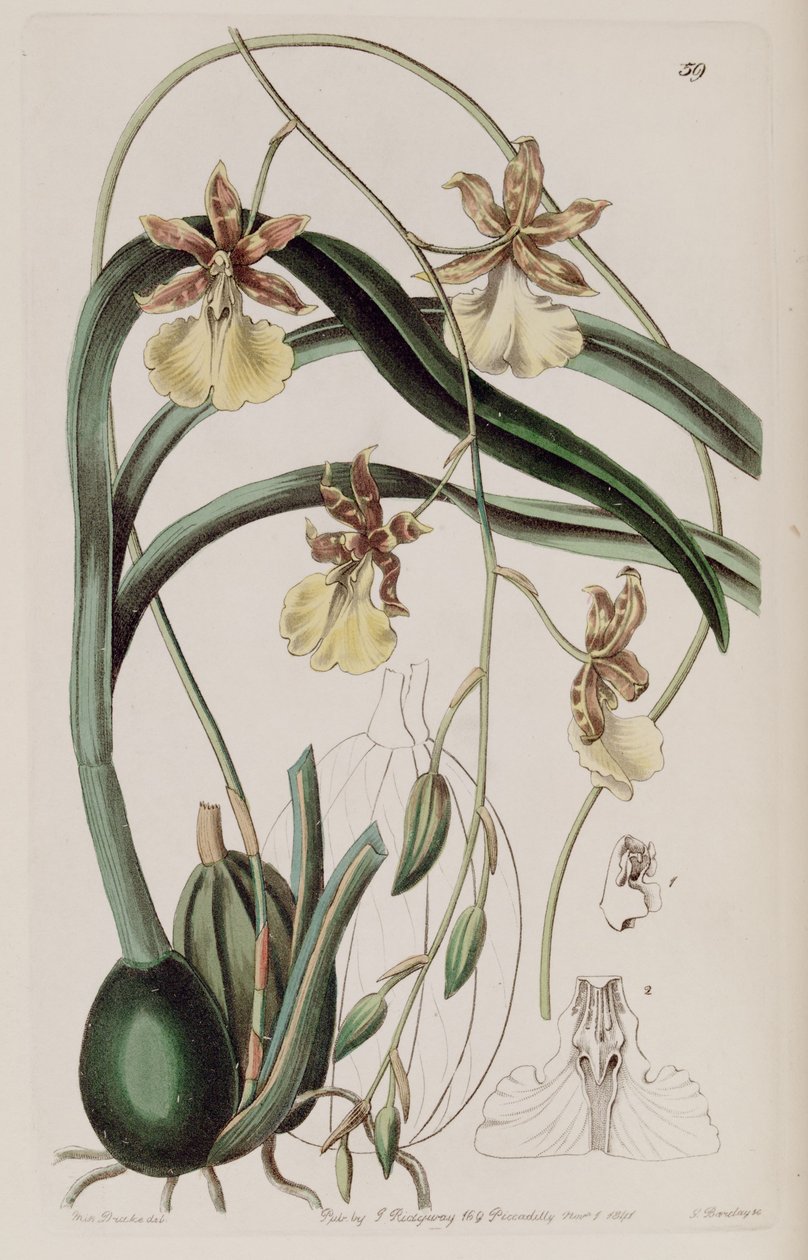 Oncidium graminifolium de Miss Drake