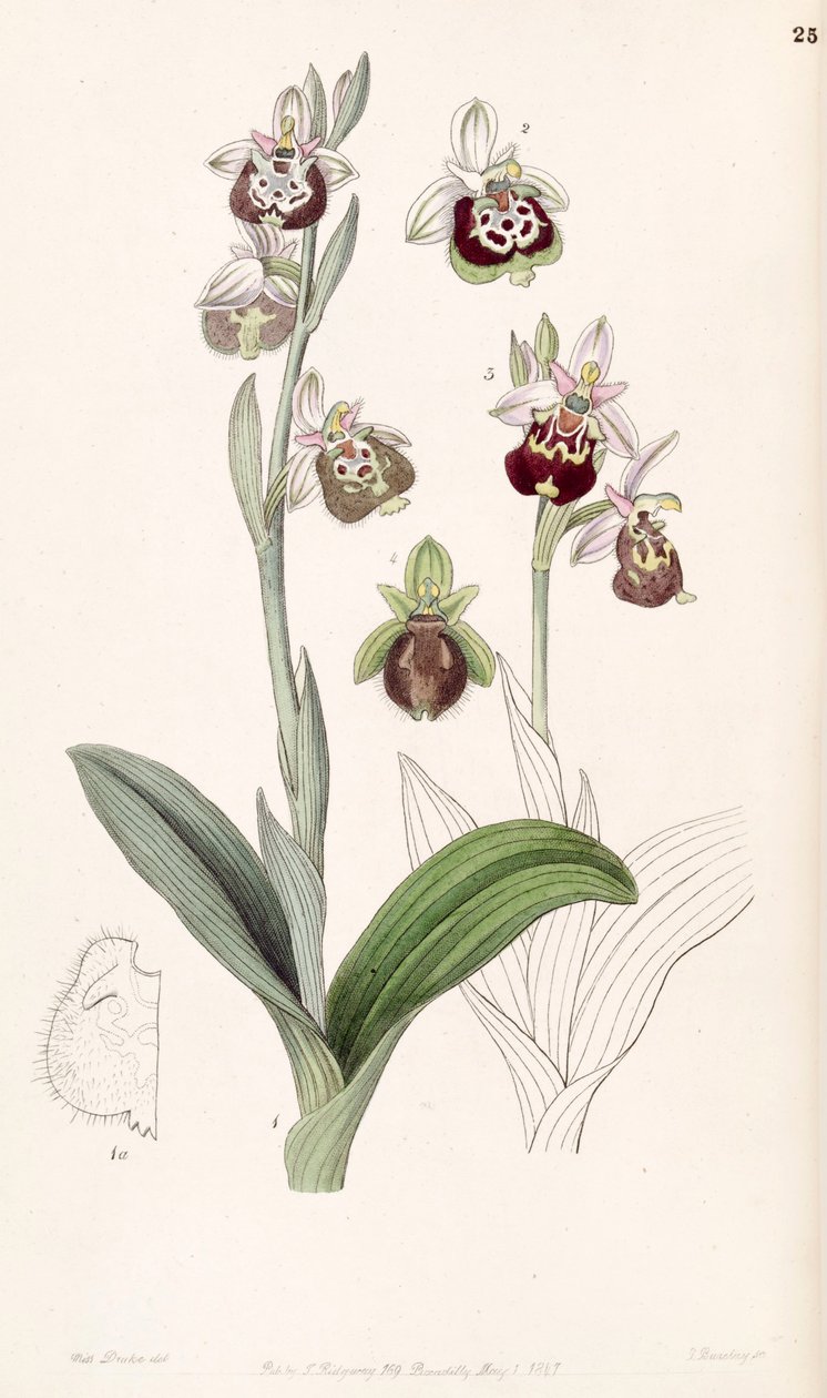 Ophrys fuciflora de Miss Drake