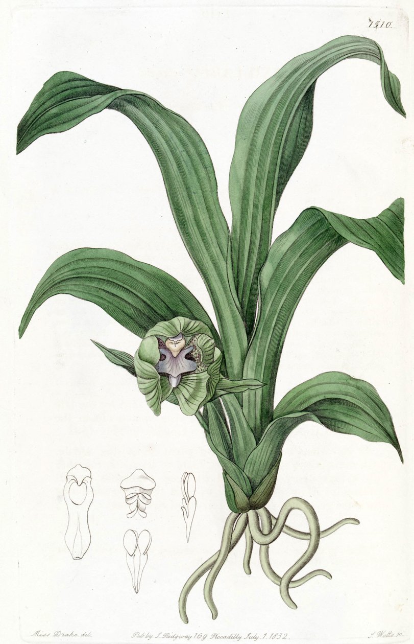 Pabstia viridis (como sin. Maxillaria viridis) de Miss Drake