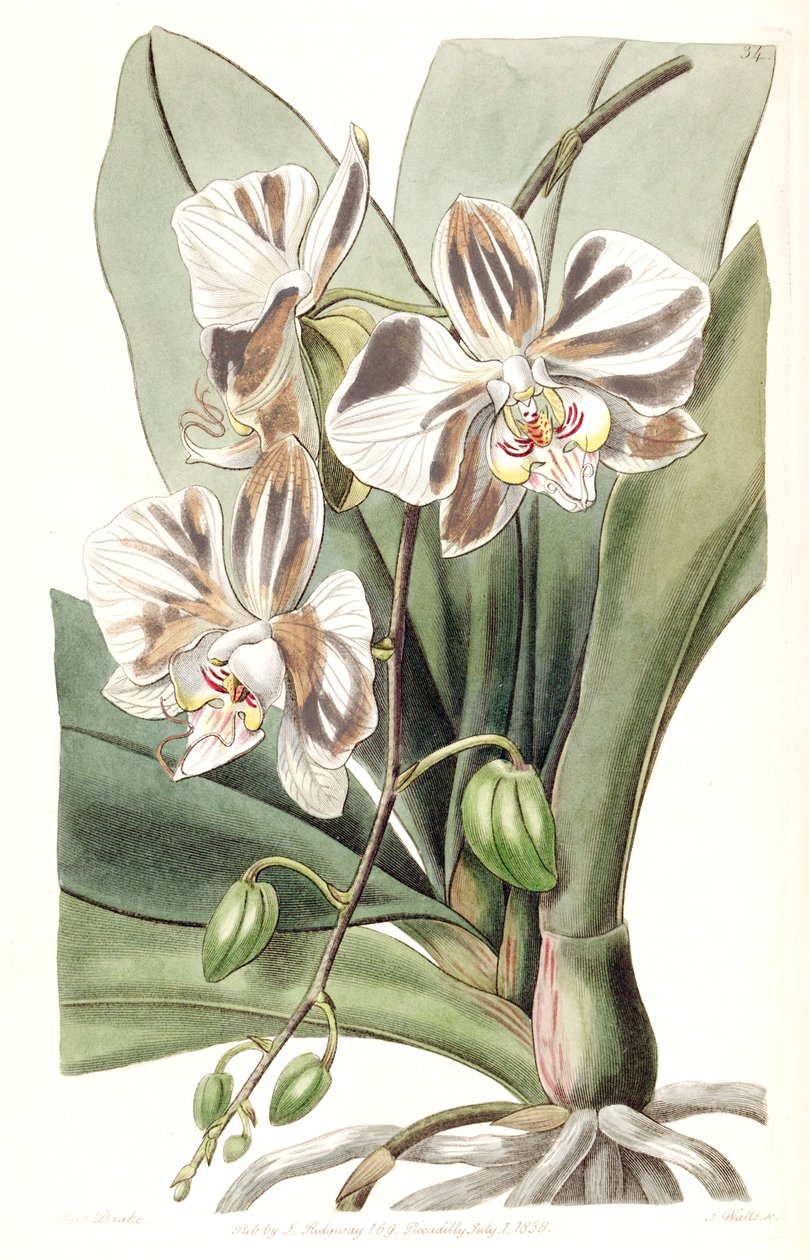 Phalaenopsis aphrodite subsp. aphrodite de Miss Drake