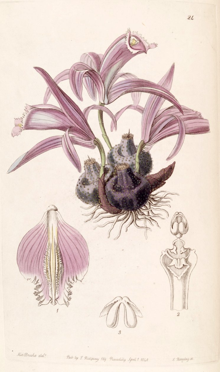 Pleione praecox de Miss Drake