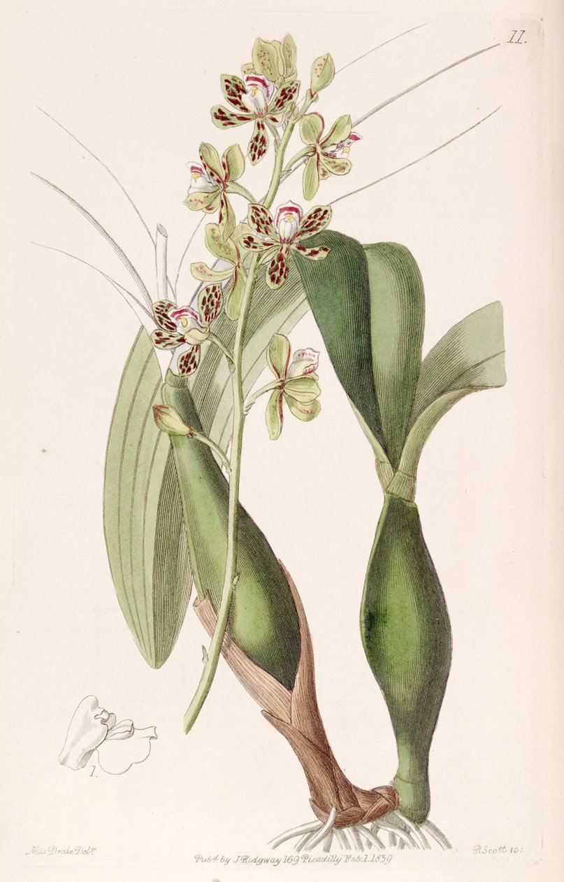Prosthechea vespa de Miss Drake