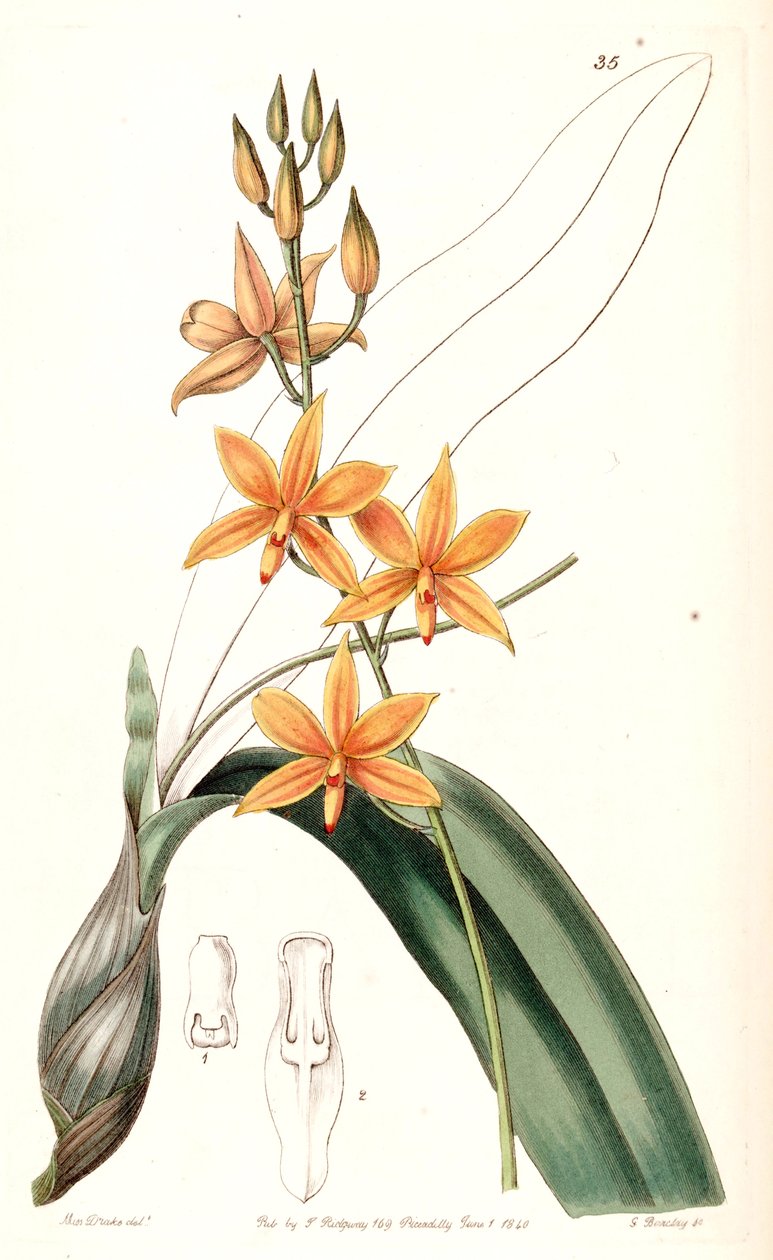 Prosthechea vitellina de Miss Drake