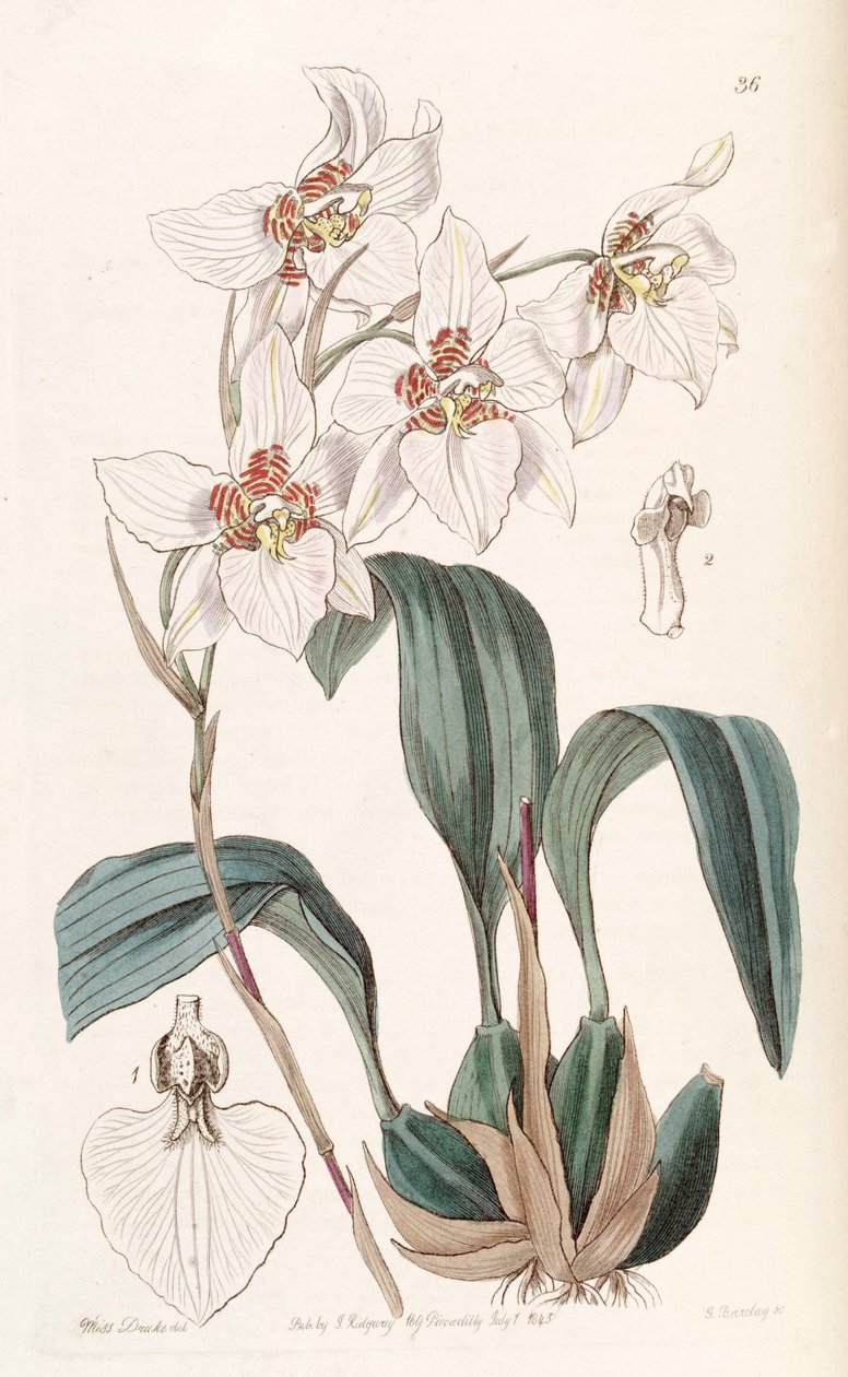Rhynchostele cervantesii (como sinónimo de Odontoglossum cervantesii) de Miss Drake