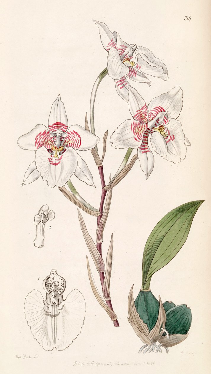 Rhynchostele cervantesii (como sin. Odontoglossum membranaceum) de Miss Drake