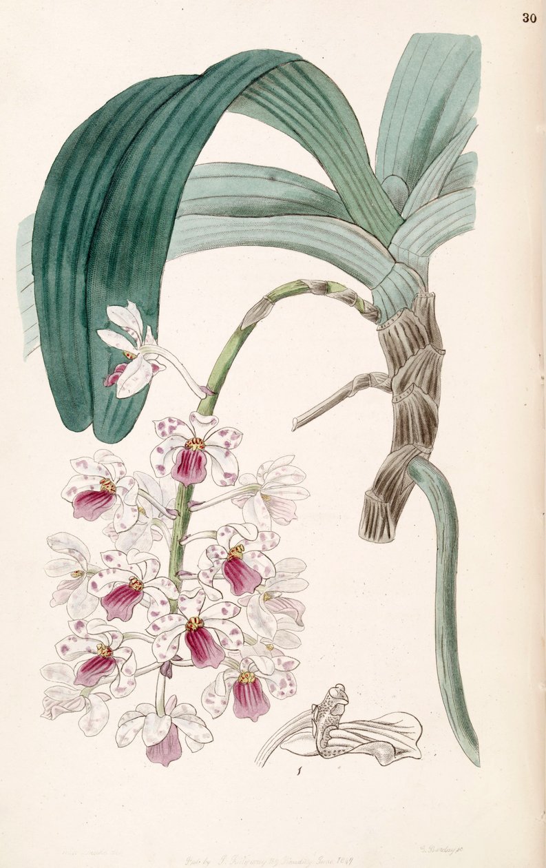 Rhynchostylis gigantea subsp. violacea (como sin. Vanda violacea) de Miss Drake