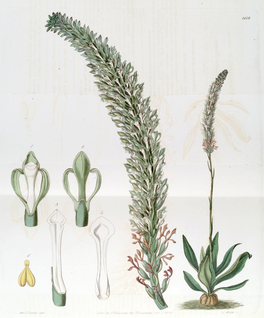 Sauroglossum nitidum (como sin. Sauroglossum elatum) de Miss Drake