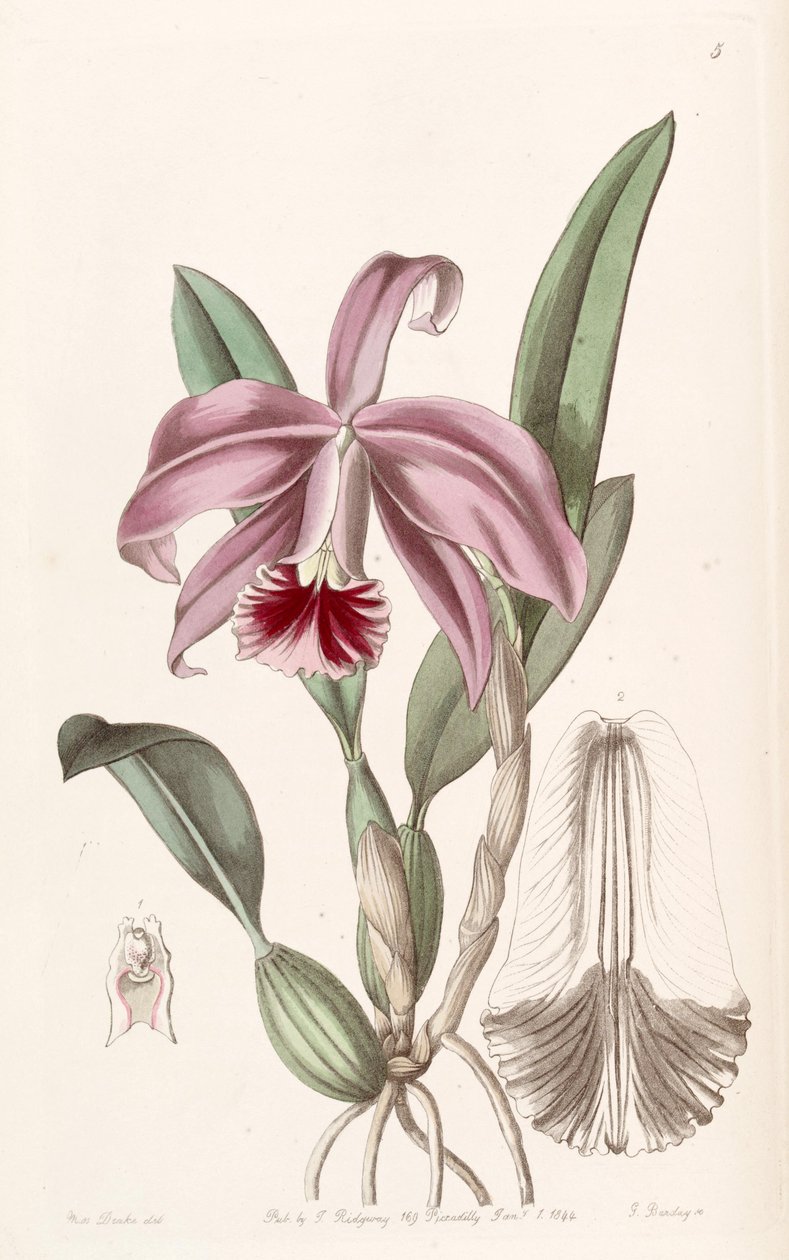 Sophronitis pumila de Miss Drake