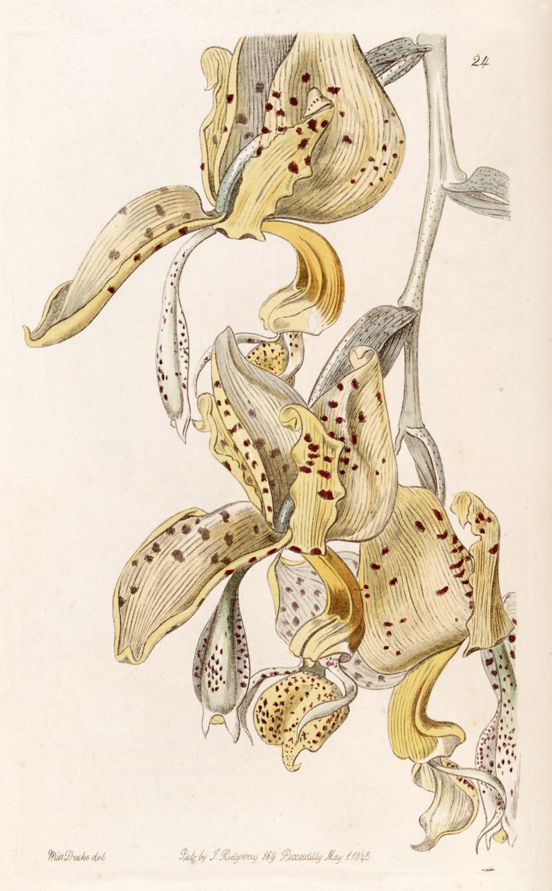 Stanhopea oculata de Miss Drake