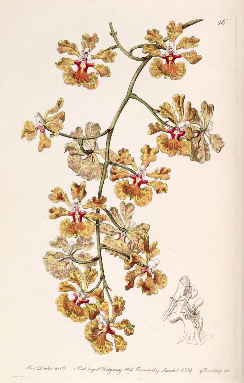 Tolumnia guttata (como sin. Oncidium luridum var. guttatum) de Miss Drake