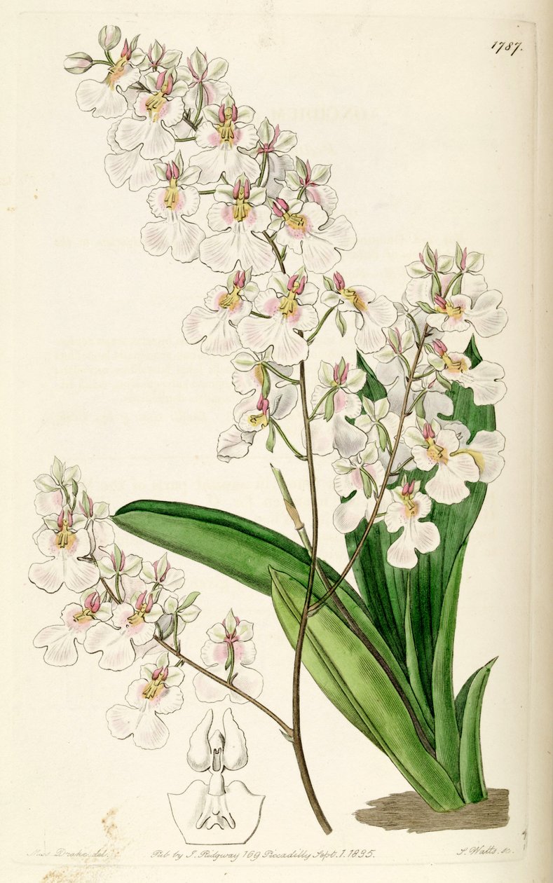 Tolumnia pulchella de Miss Drake