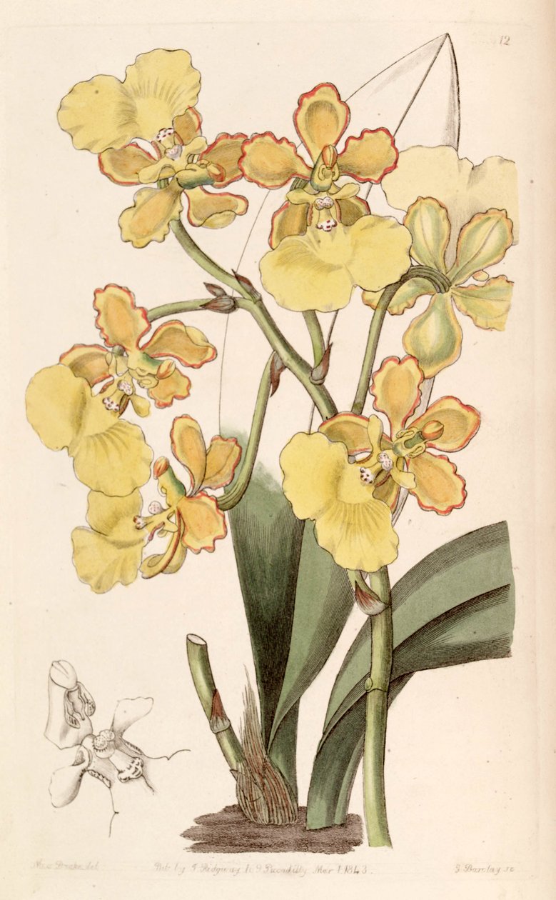 Trichocentrum bicallosum de Miss Drake