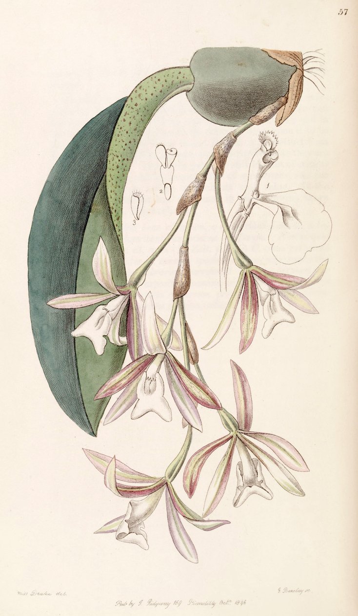 Trichopilia laxa de Miss Drake