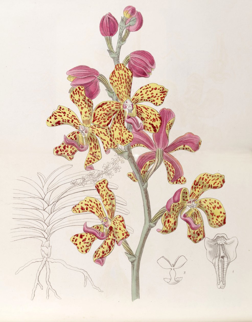 Vandopsis lissochiloides de Miss Drake