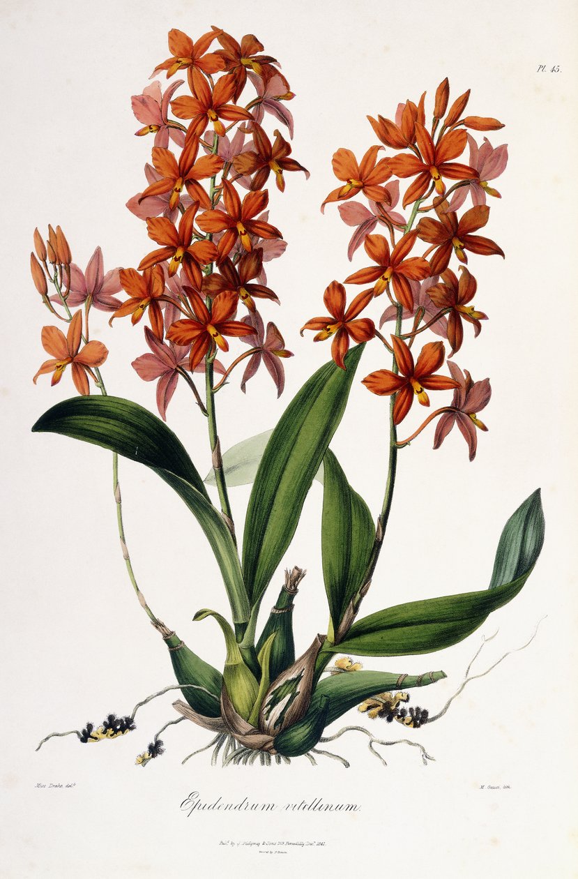 Epidendrum Vitellinum, c.1837-41 de Miss Drake