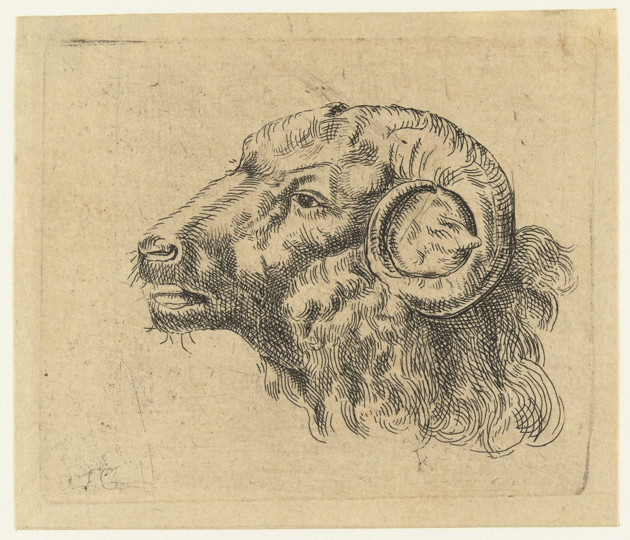 Cabeza de carnero de Monogrammist IFG (graveur)
