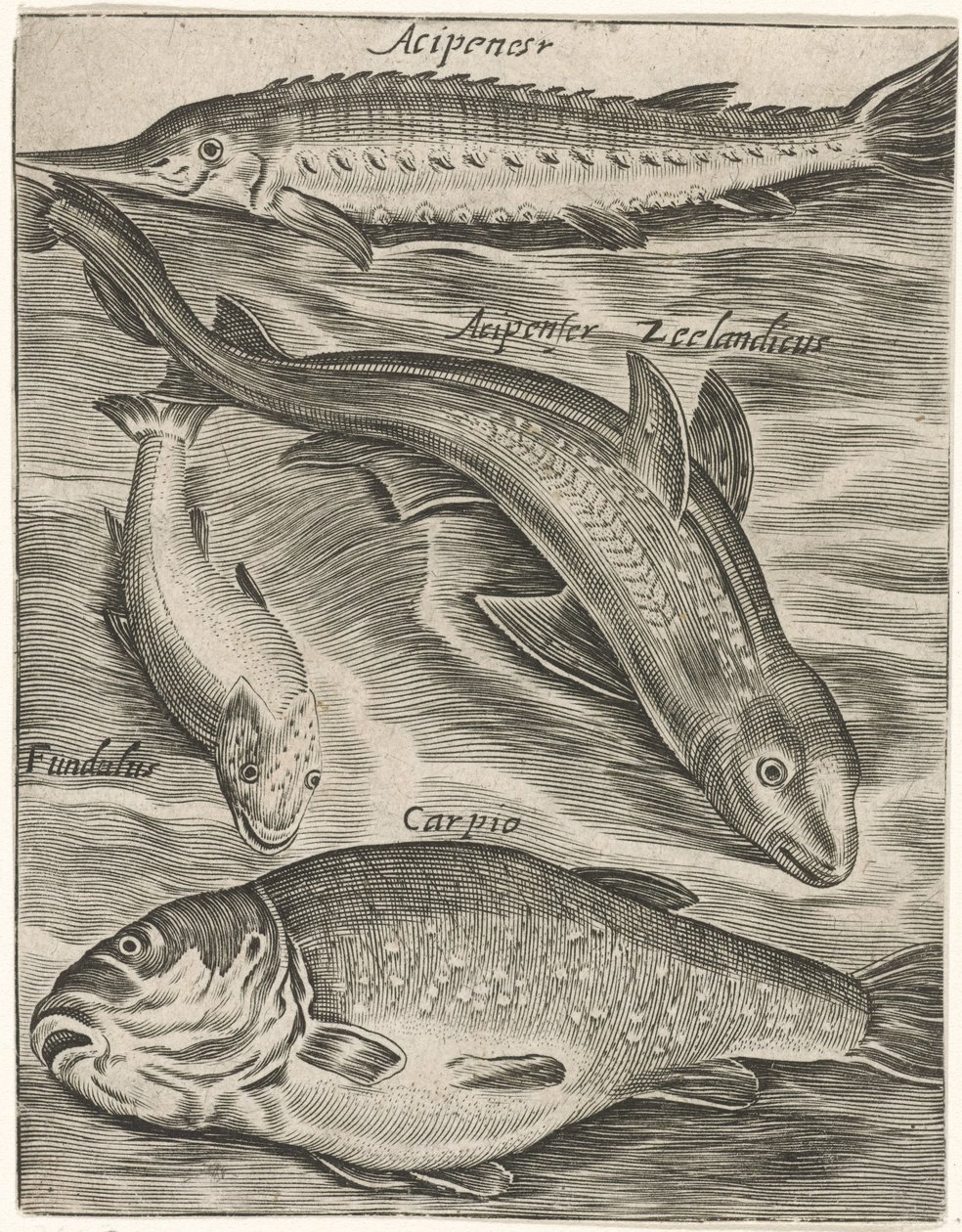 Studieblad conoció a Vissen Iconos vivos de peces (título de la serie) de Monogrammist P+P