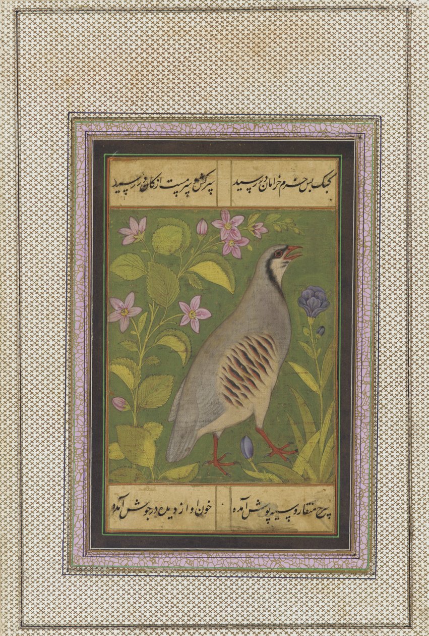 Una perdiz chukar, folio manuscrito suelto con pintura, finales del siglo XVI de Mughal School