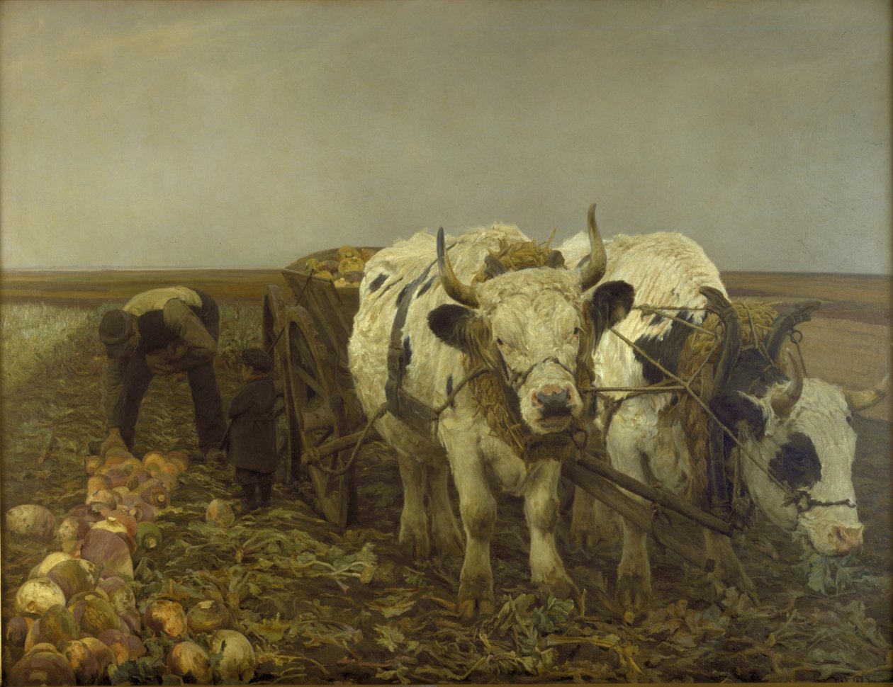 Cosecha de remolacha de N.P. Mols
