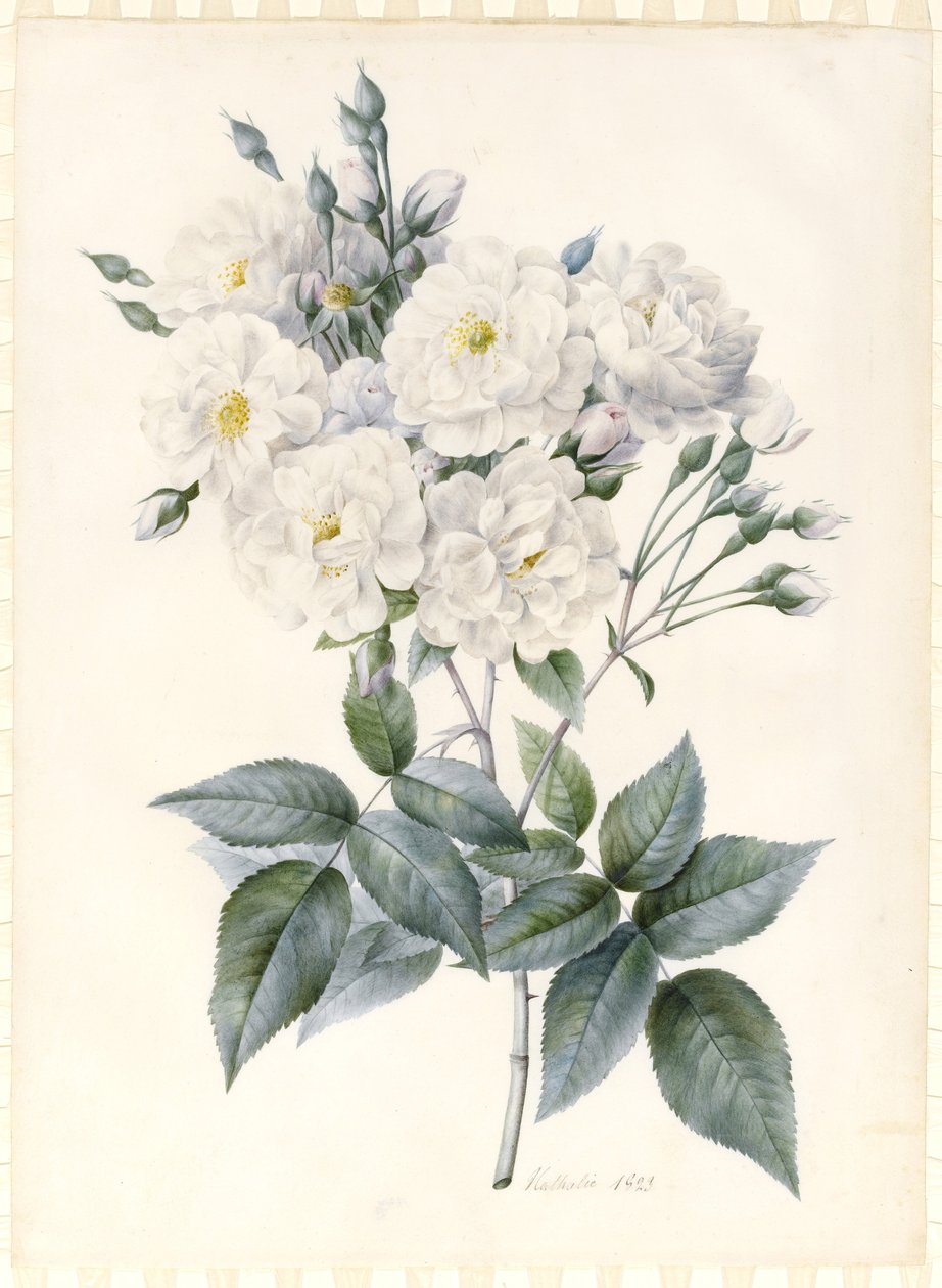 Rosa Noisette, 1823 de Nathalie d