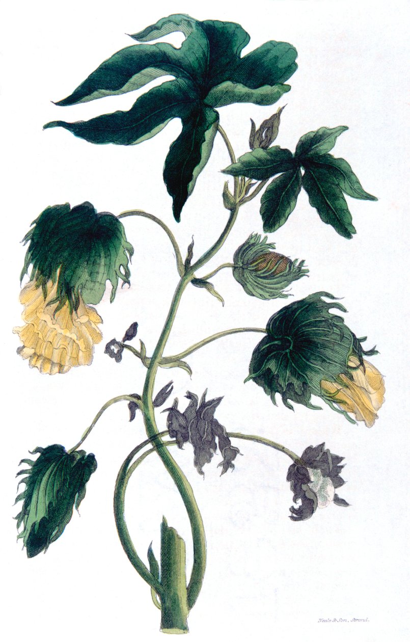 Gossypium - planta de algodón, 1823 de Neale and Son