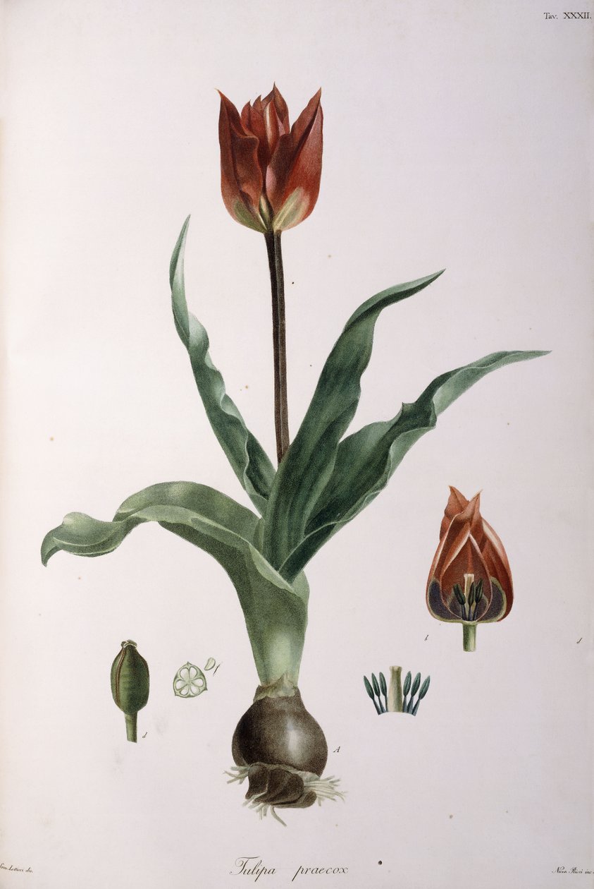 Tulipa praecox, 1811-1829 de Neapolitan School