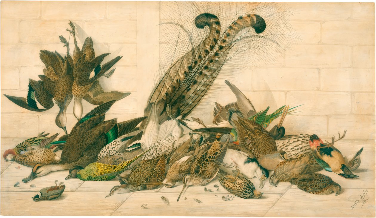sin título (Aves de caza australianas) de Neville Henry Cayley