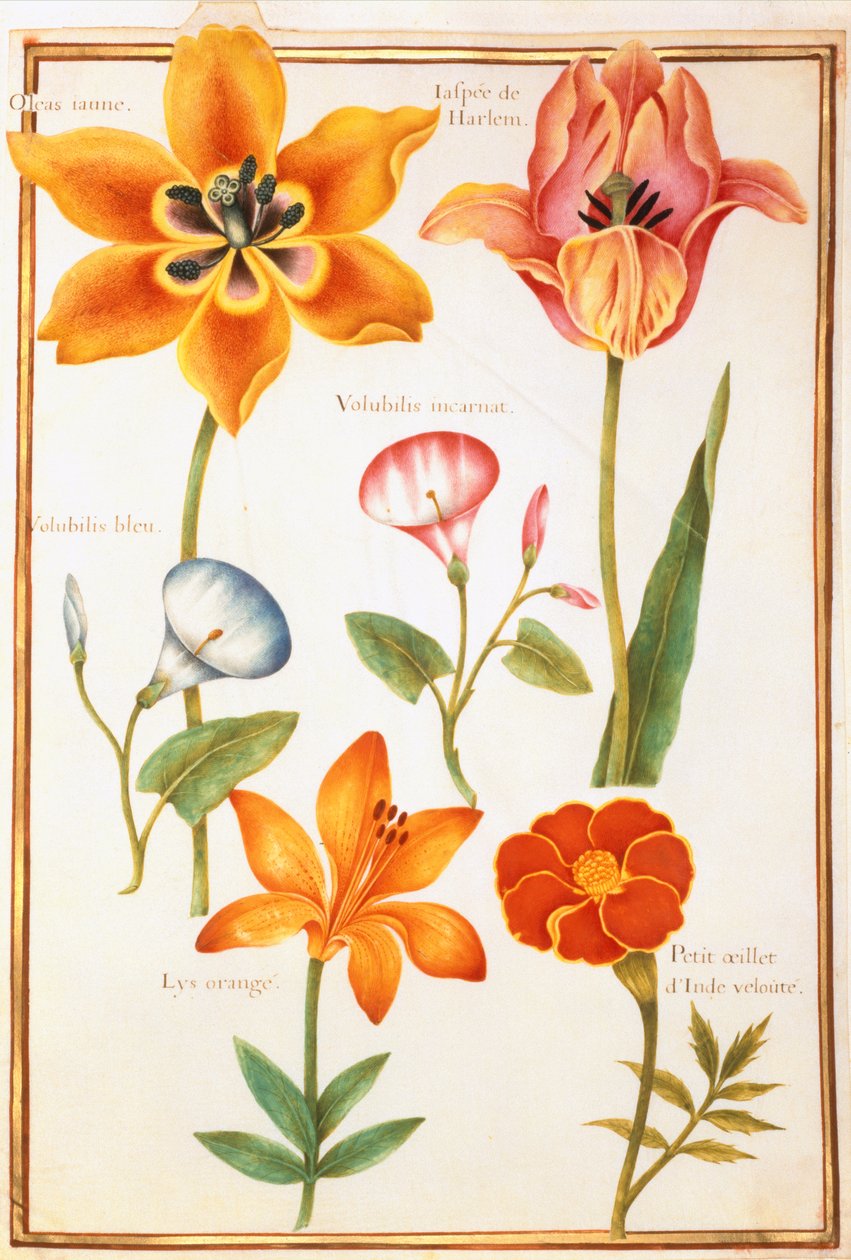 Dos tulipanes, convolvulus, lilium bulbiferum y caléndula francesa de Nicolas Robert