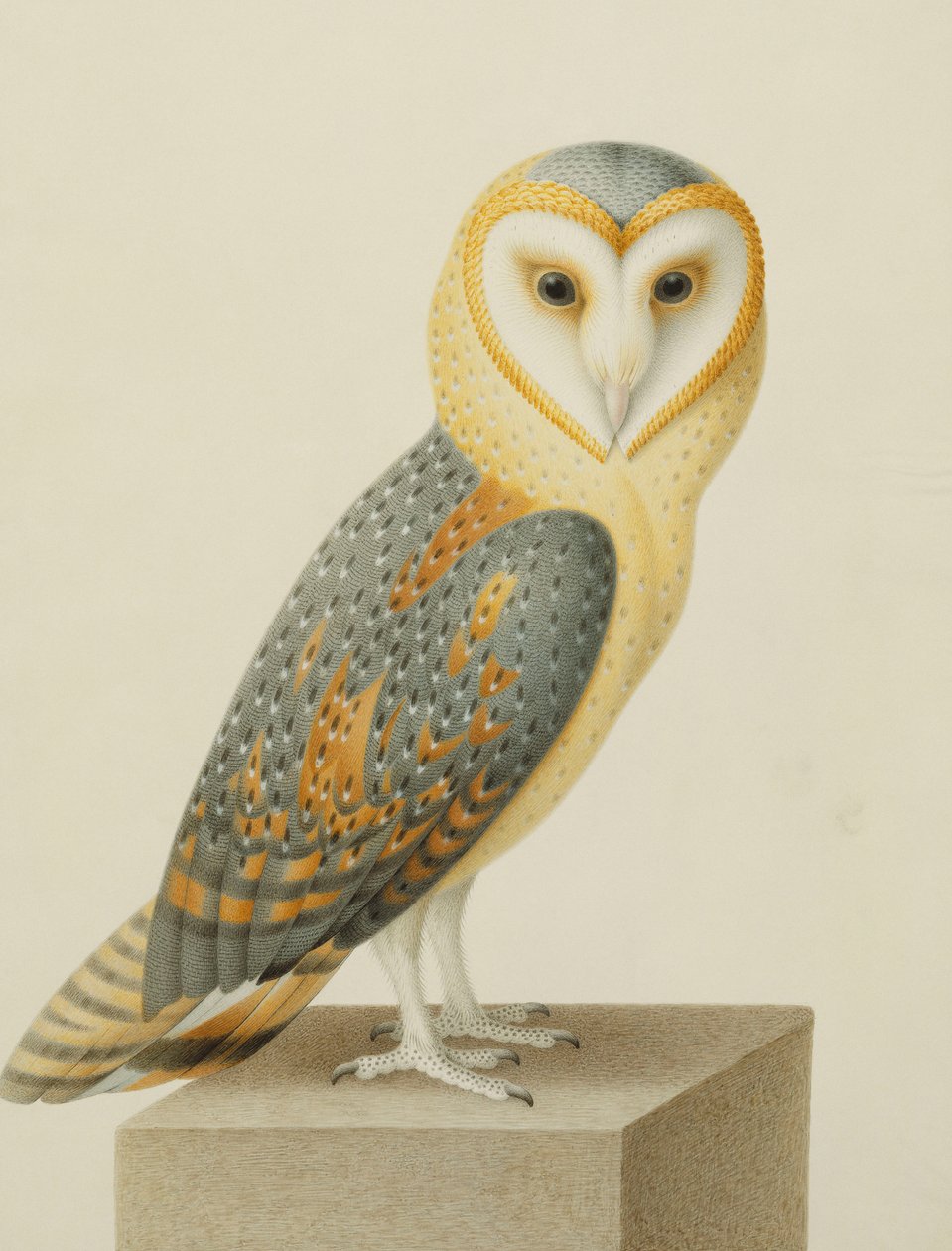 Un búho de Nicolas Robert