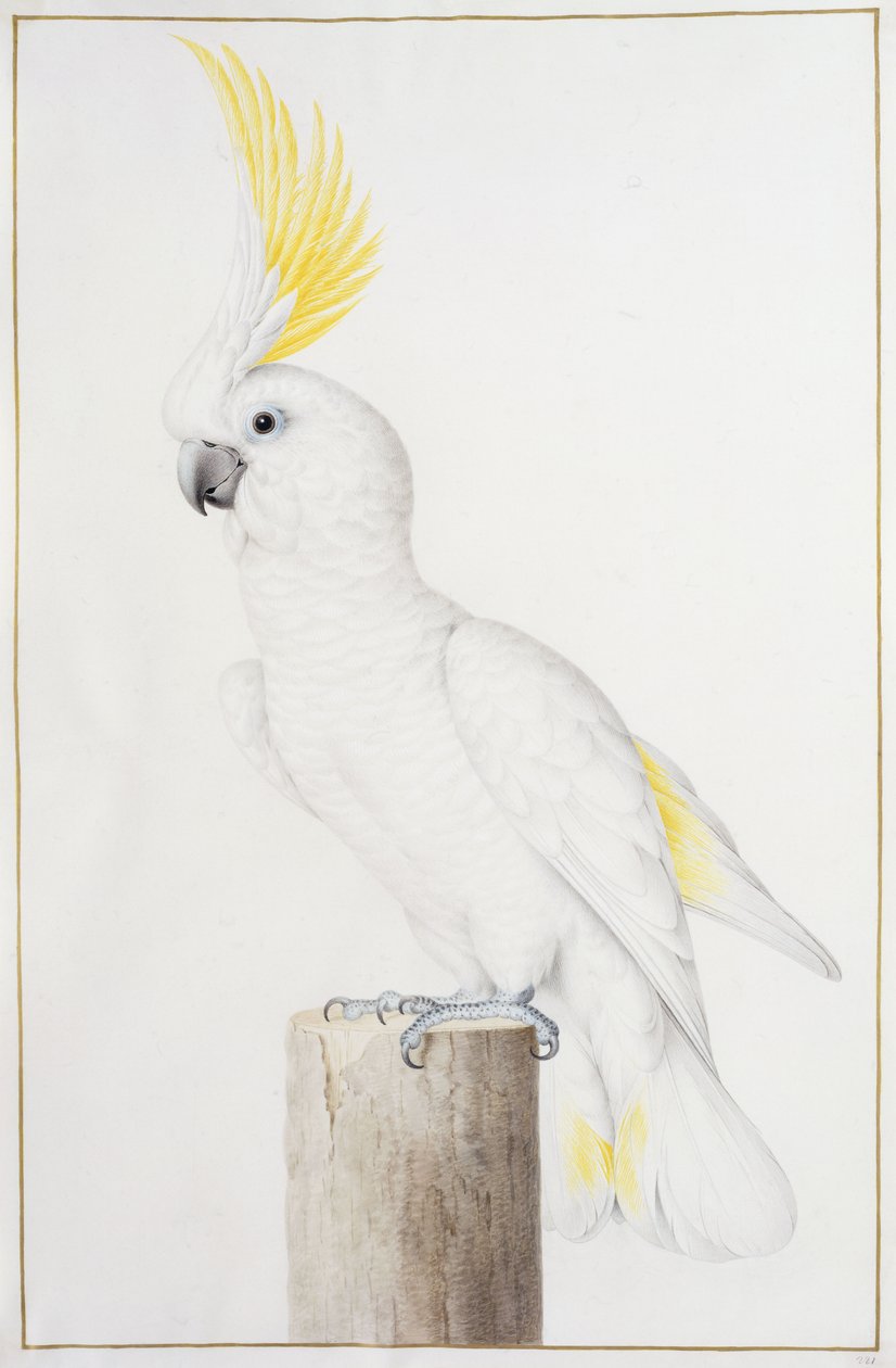 Cacatúa de cresta de azufre de Nicolas Robert
