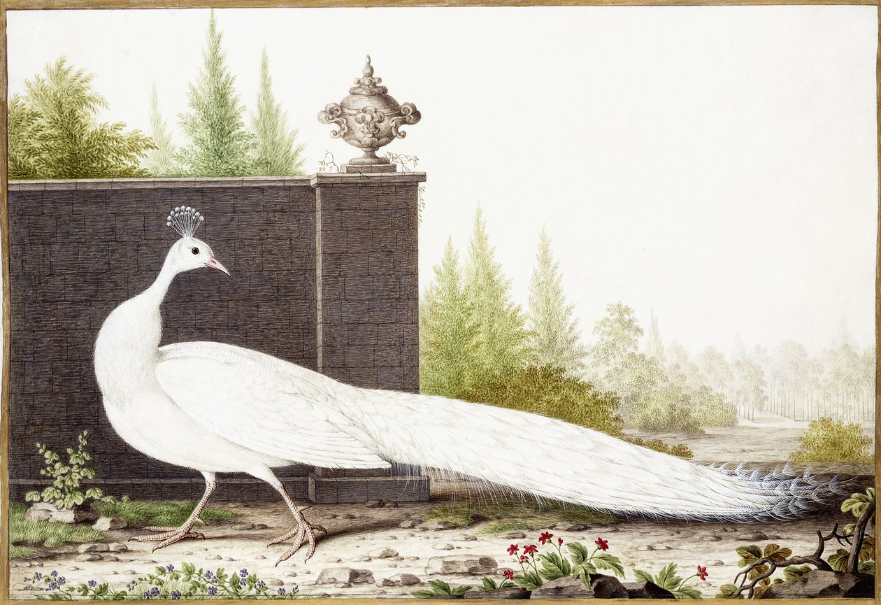 Pavo real blanco de Nicolas Robert