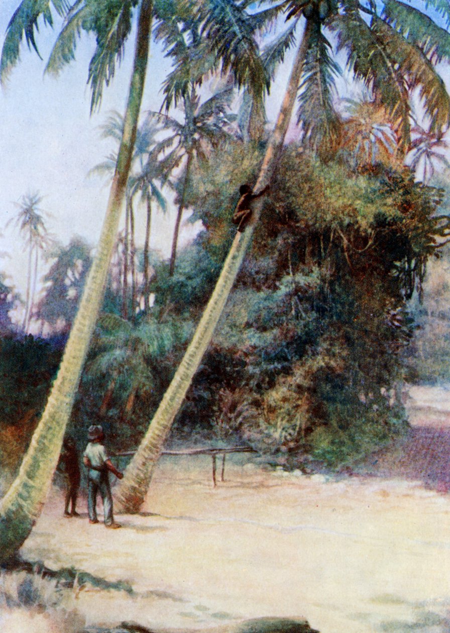 Trepando por cocos verdes, 1908 de Norman Hardy