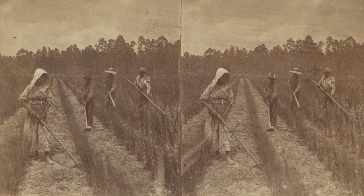 Cosechando arroz, 1876-1888 de O. Pierre Havens