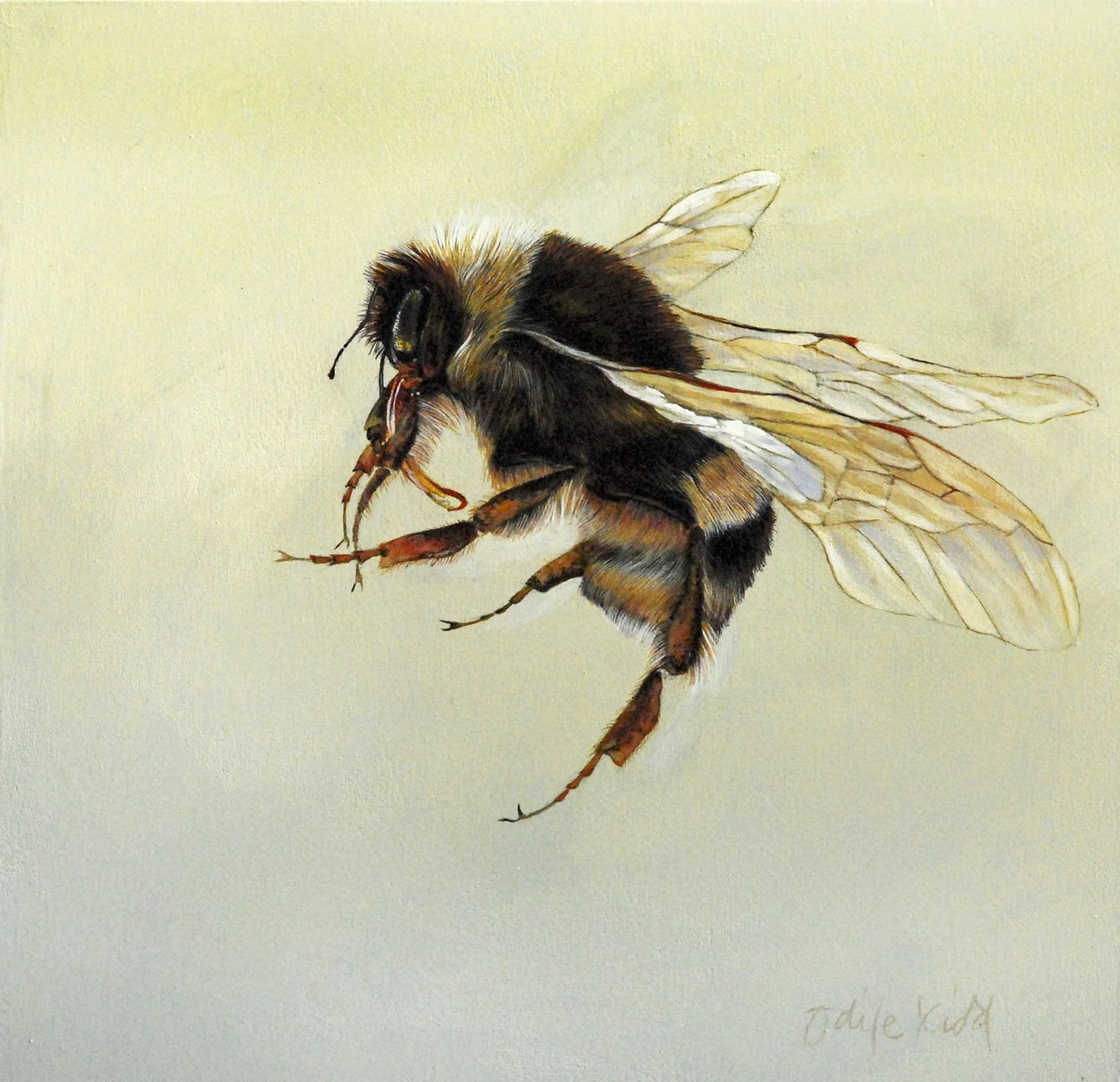Bombus terrestris 4, 2011 (acrílico sobre madera) de Odile Kidd