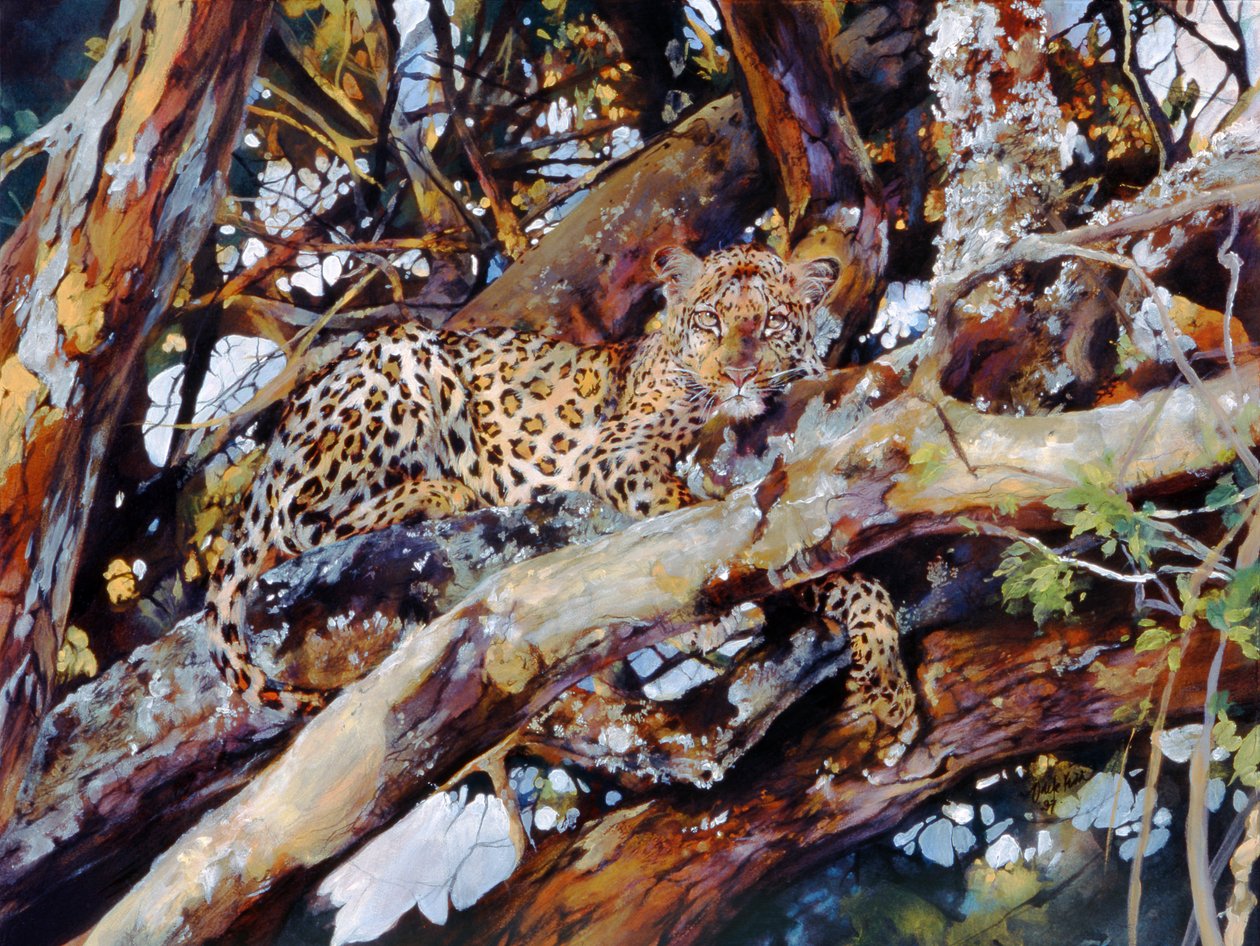 Leopardo de Kenia de Odile Kidd