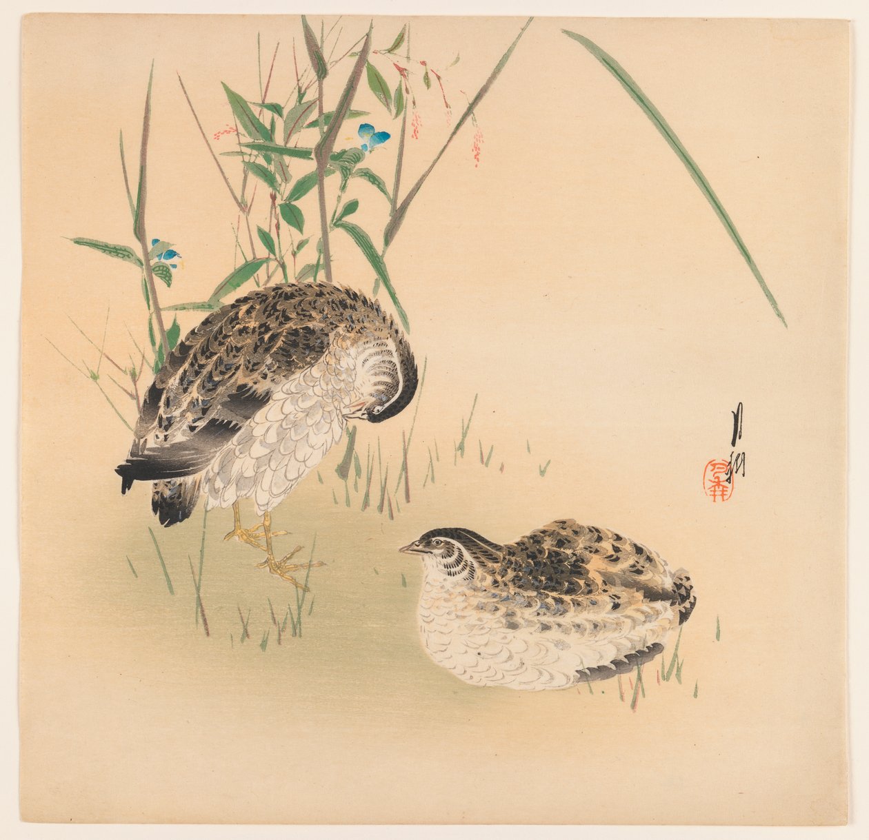 Dos codornices, c.1890-1910 de Ogata Gekko